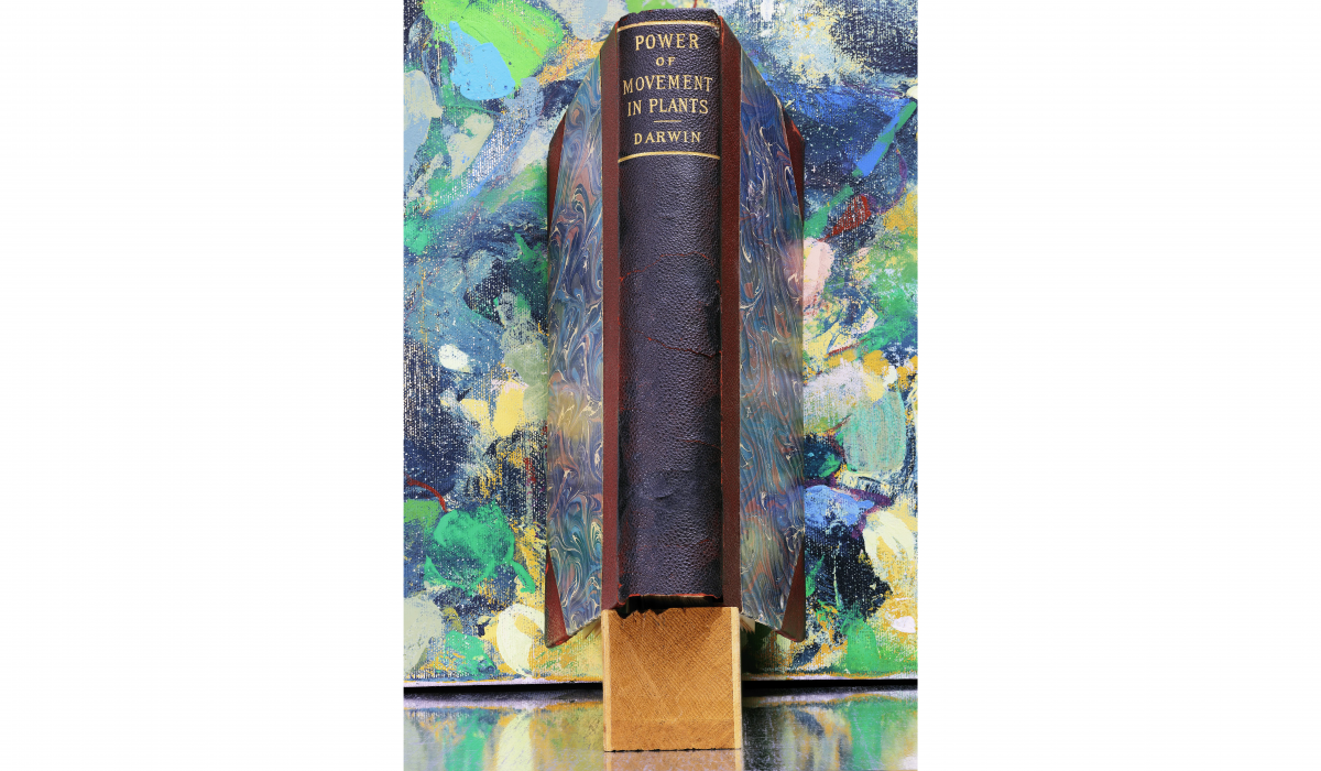 MANUAL (Ed Hill & Suzanne Bloom), Radicle Idea (Power of Movement in Plants by Charles & Francis Darwin), 2023. Archival pigment print, 46 1/4 x 31 1/4 in, edition 1/5. Weatherspoon Art Museum. Gift of the Sherman Foundation; 2024.28 © MANUAL (Ed Hill & Suzanne Bloom)